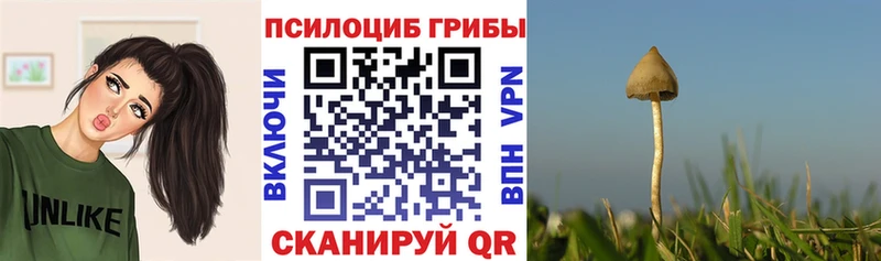 Псилоцибиновые грибы Cubensis Дигора